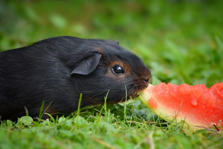 Black guinea pig eating watermelon