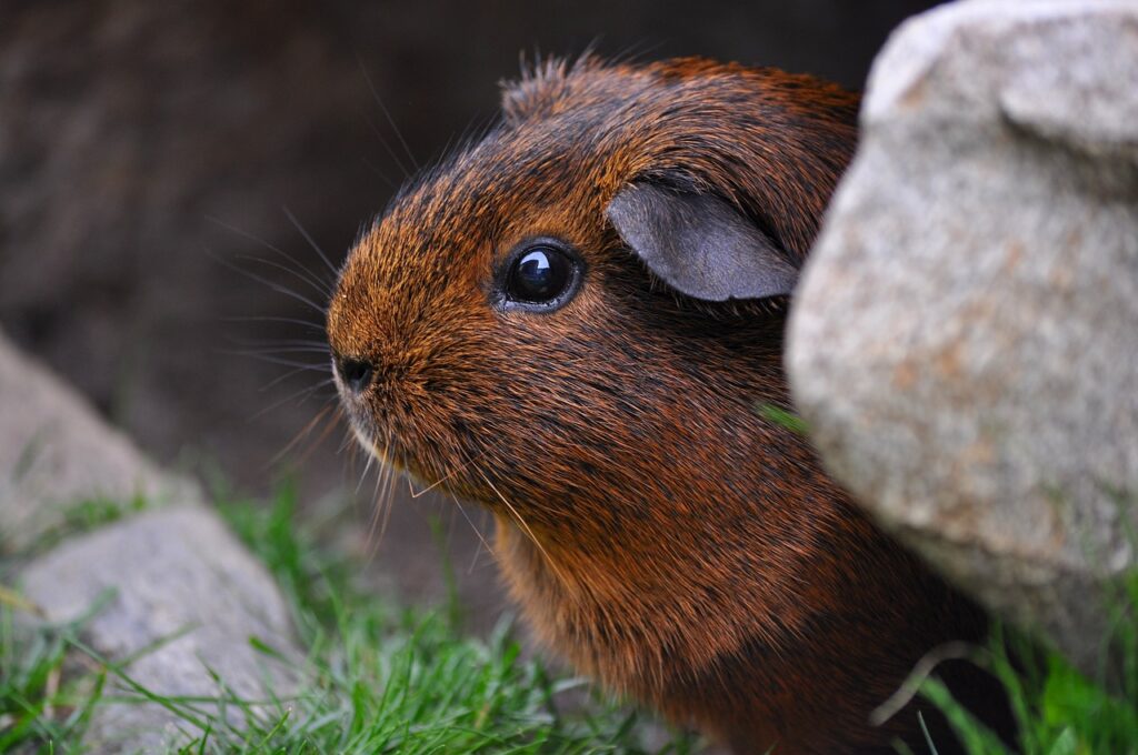 Brown guinea pig hiding behind a rock