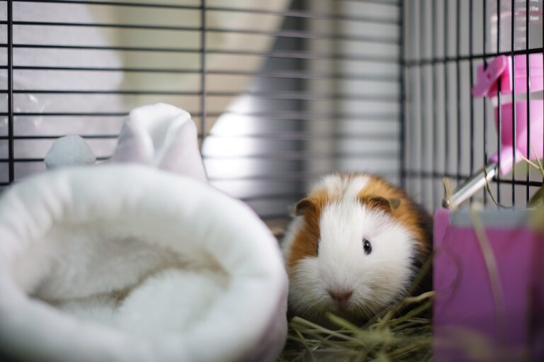 White and ginger guinea pig in a cage