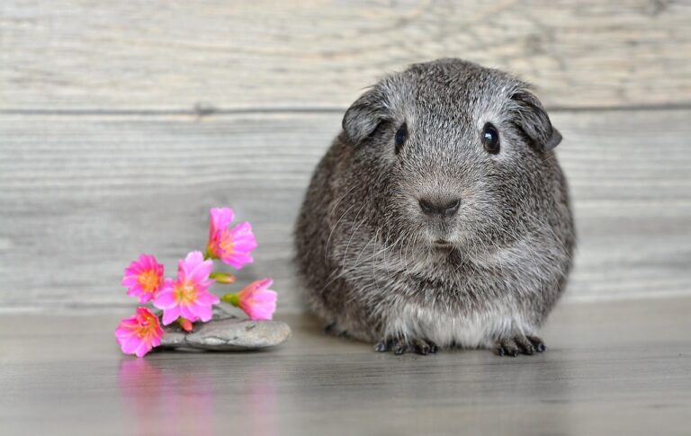 guinea pig with pink flowers